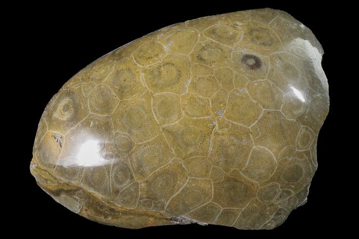Polished Fossil Coral (Actinocyathus) Head - Morocco #159286